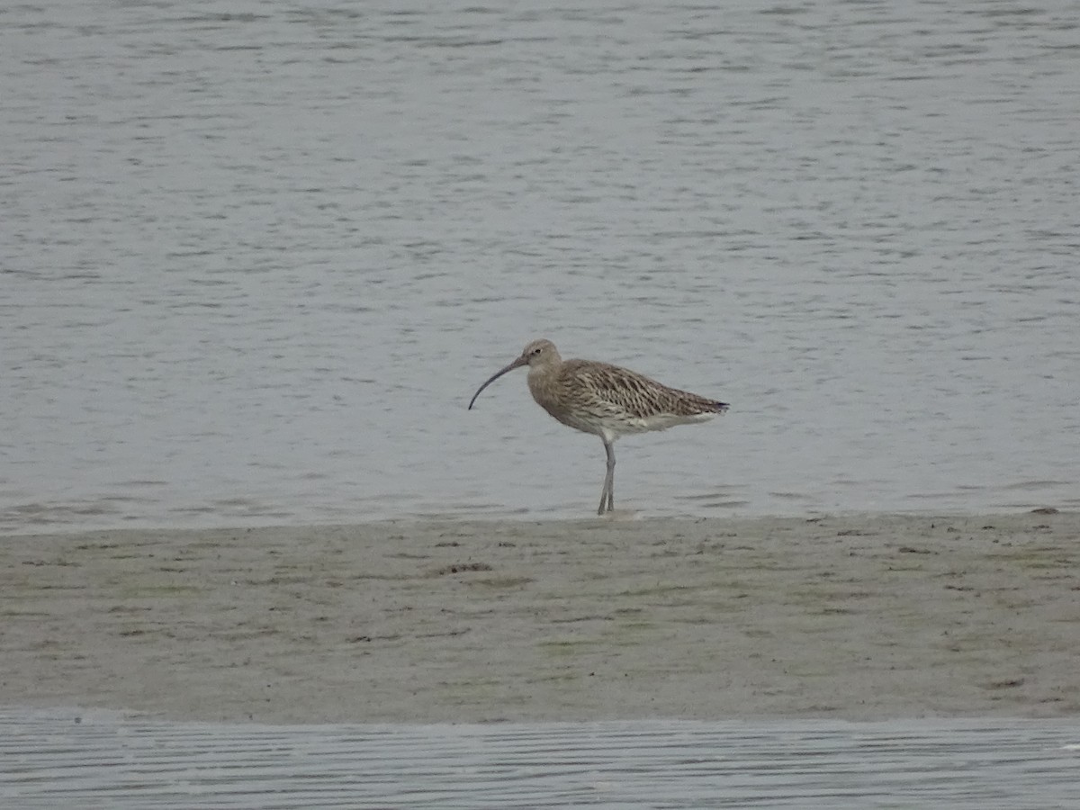 Eurasian Curlew - David Russell