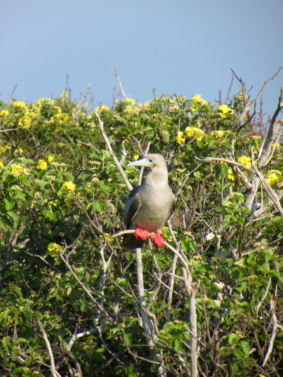 Red-footed Booby - ML209756231