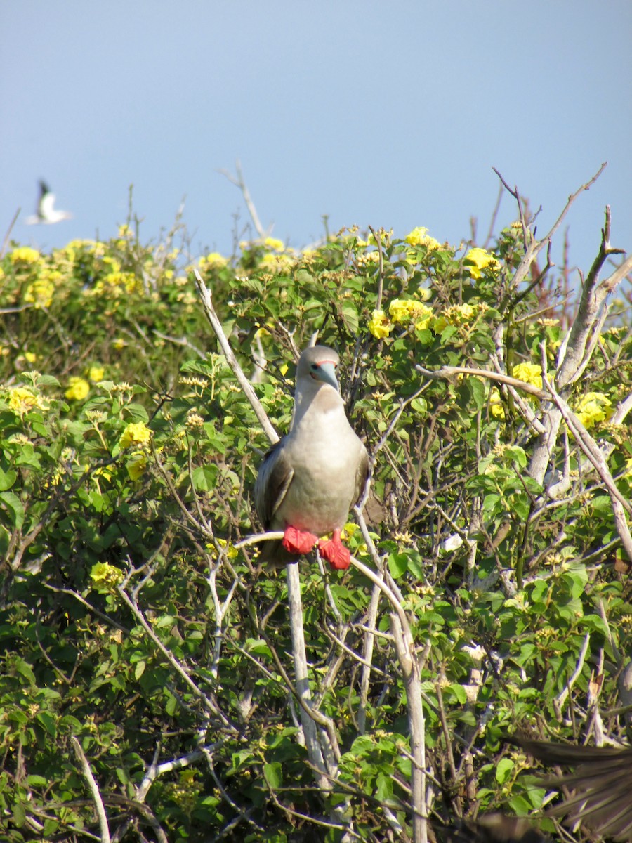 Red-footed Booby - Stepfanie Aguillon