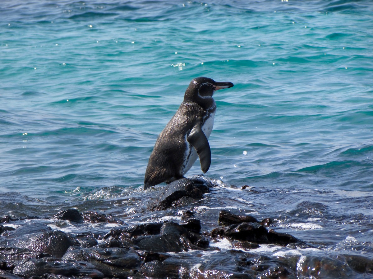 Галапагосский пингвин - ML209757141