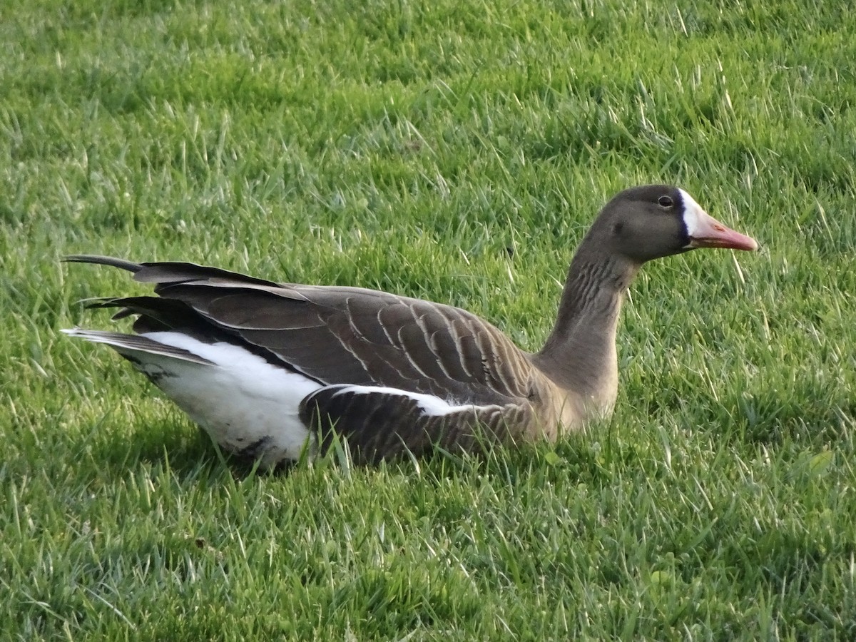 Greater White-fronted Goose - ML209757621