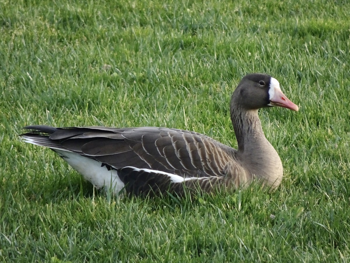 Greater White-fronted Goose - ML209757641