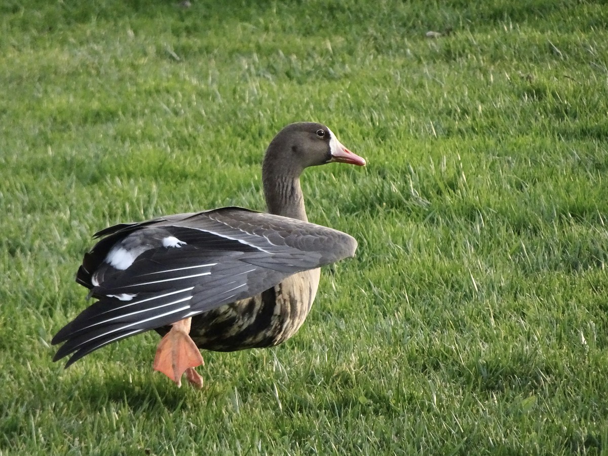 Greater White-fronted Goose - ML209757651