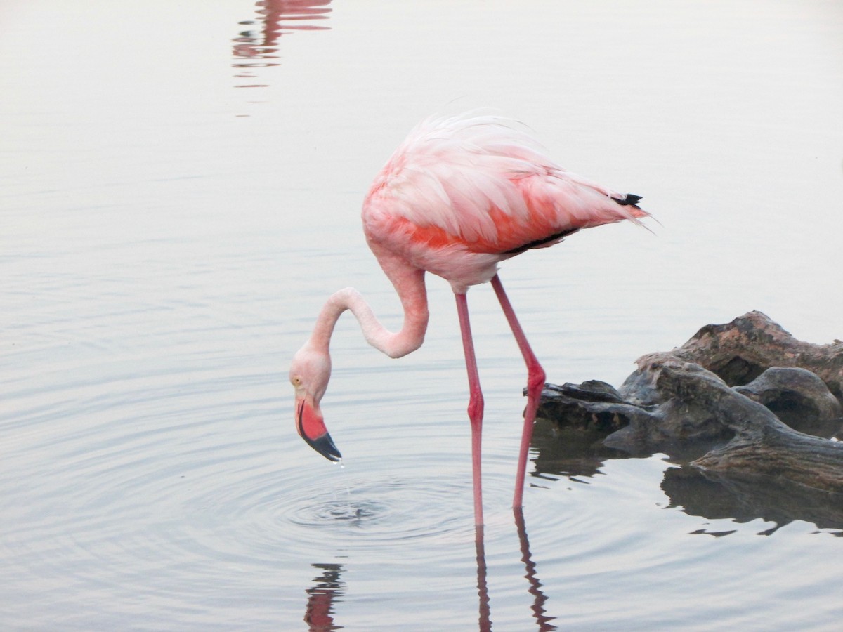American Flamingo - Stepfanie Aguillon