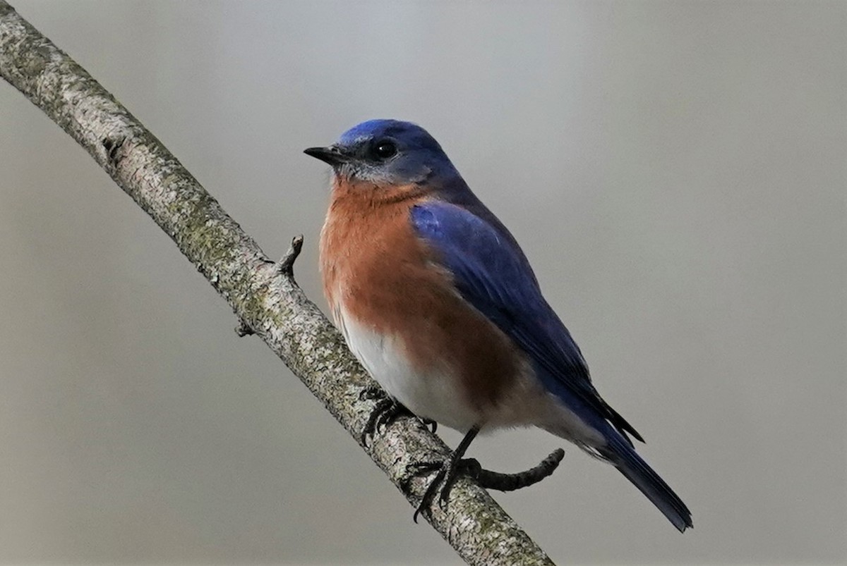 Eastern Bluebird - Sunil Thirkannad