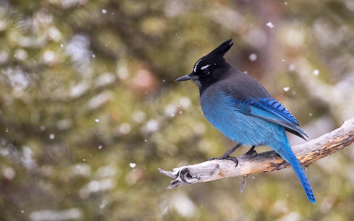 Steller's Jay (Southwest Interior) - eBird
