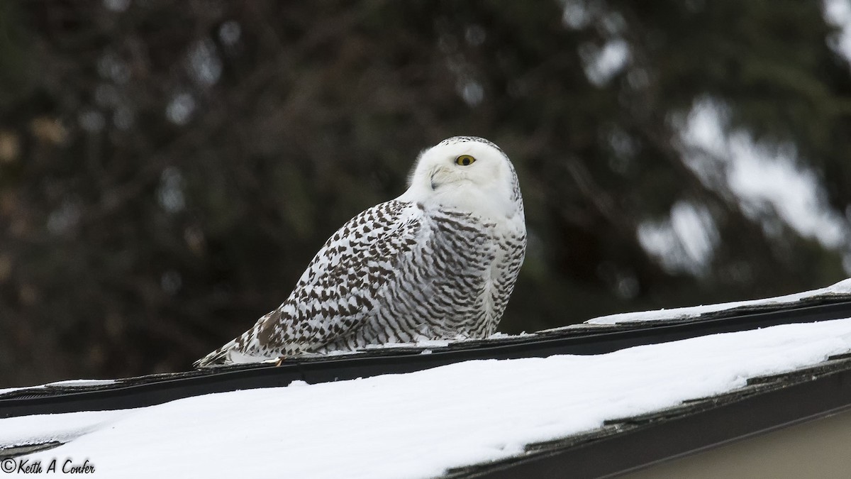 Snowy Owl - ML20976691