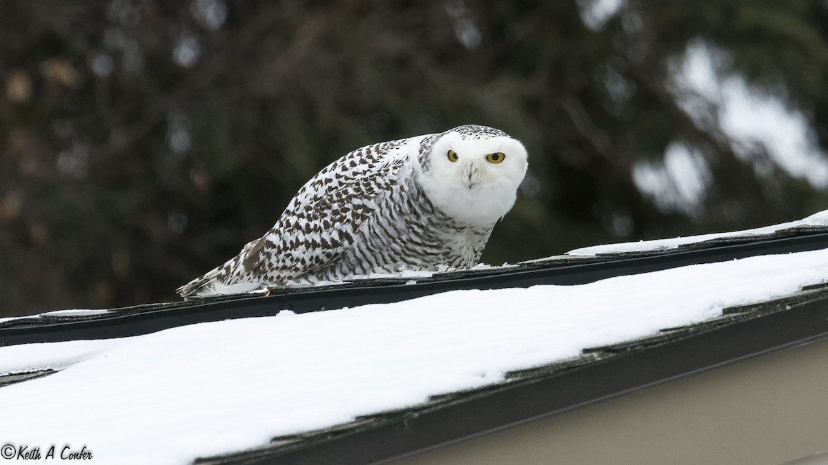 Snowy Owl - ML20976701