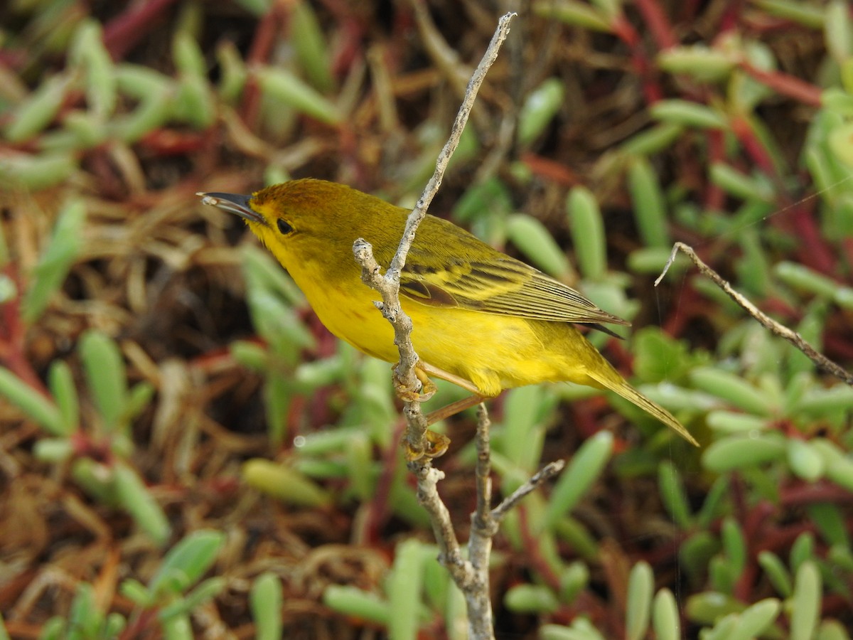 Yellow Warbler - ML209769851