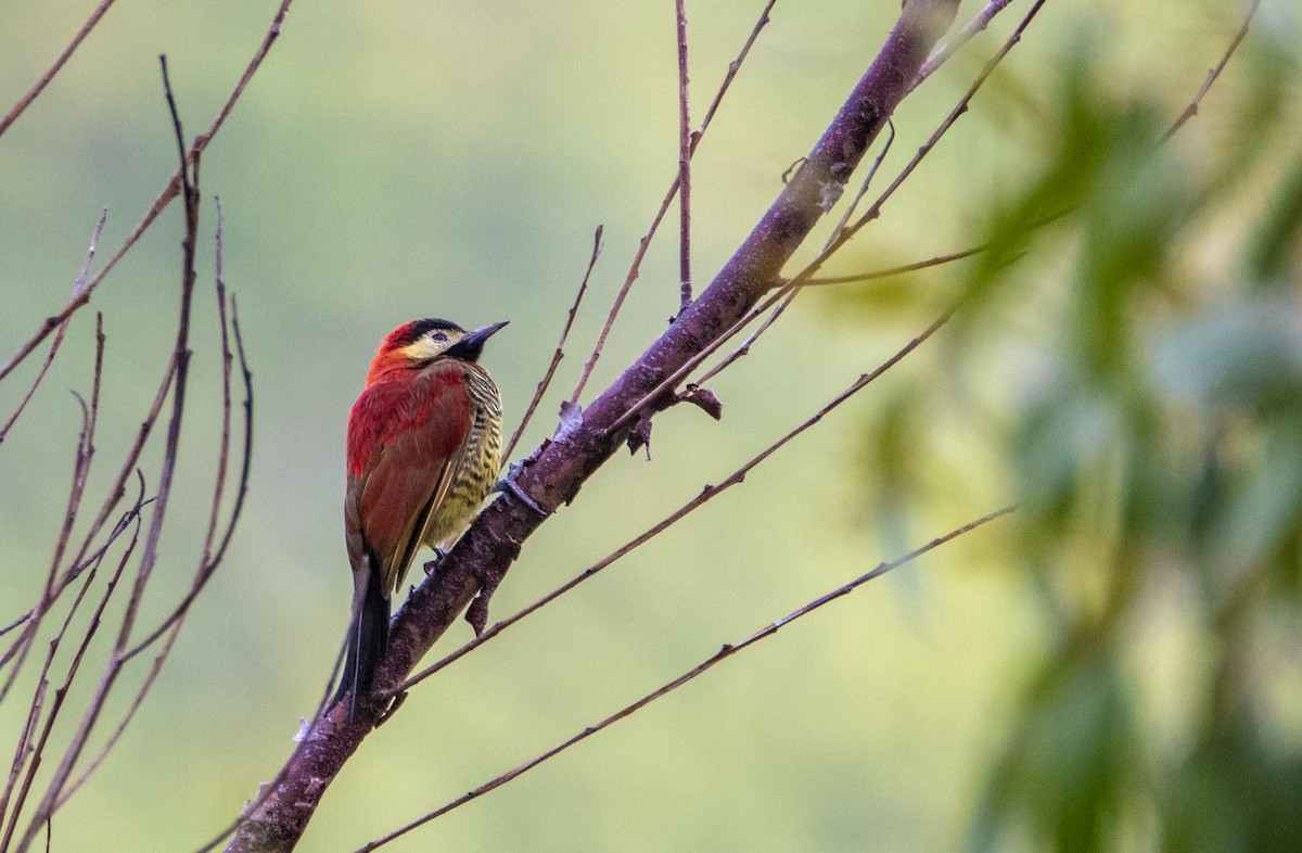 Crimson-mantled Woodpecker - David F. Belmonte