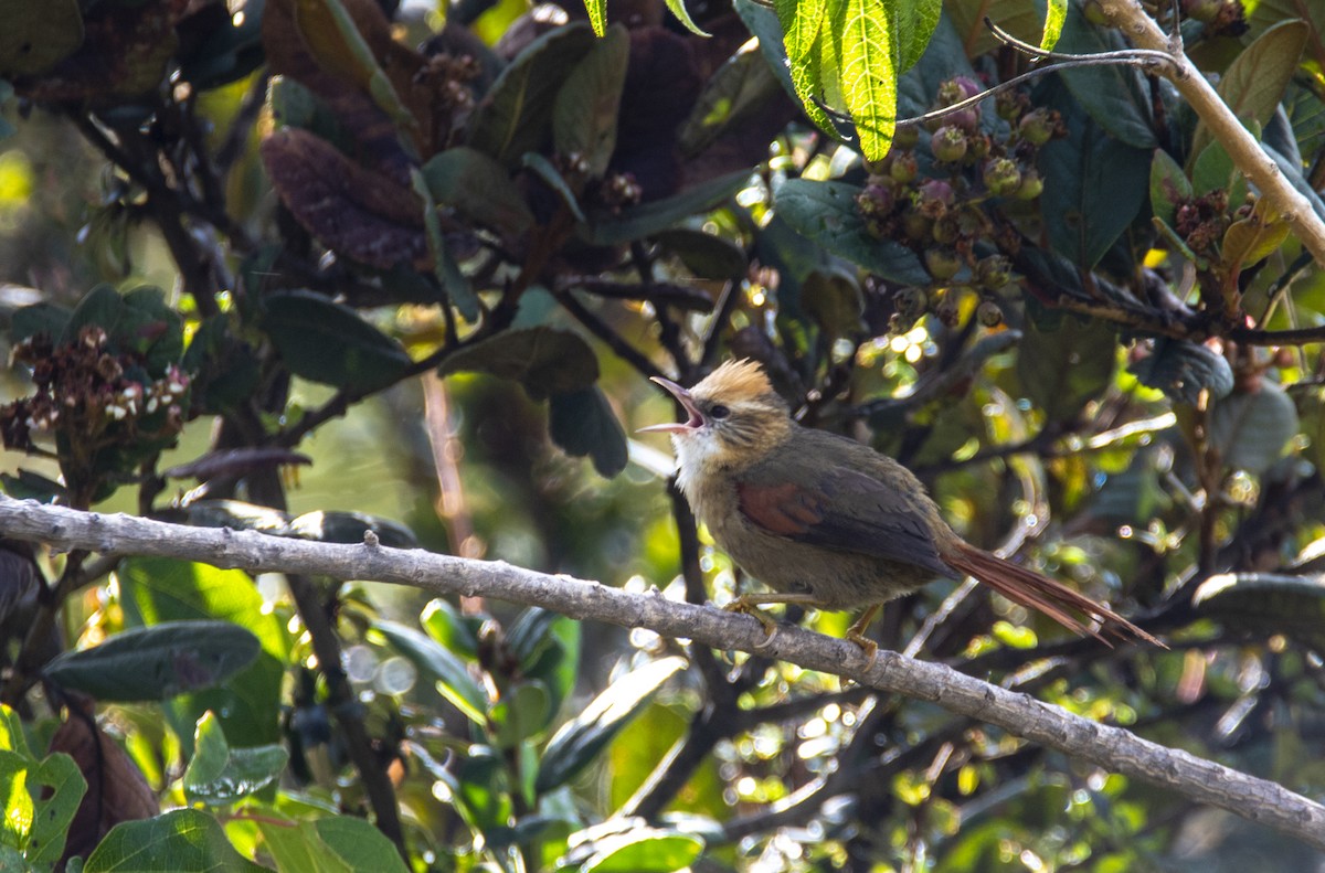 Creamy-crested Spinetail - ML209772231