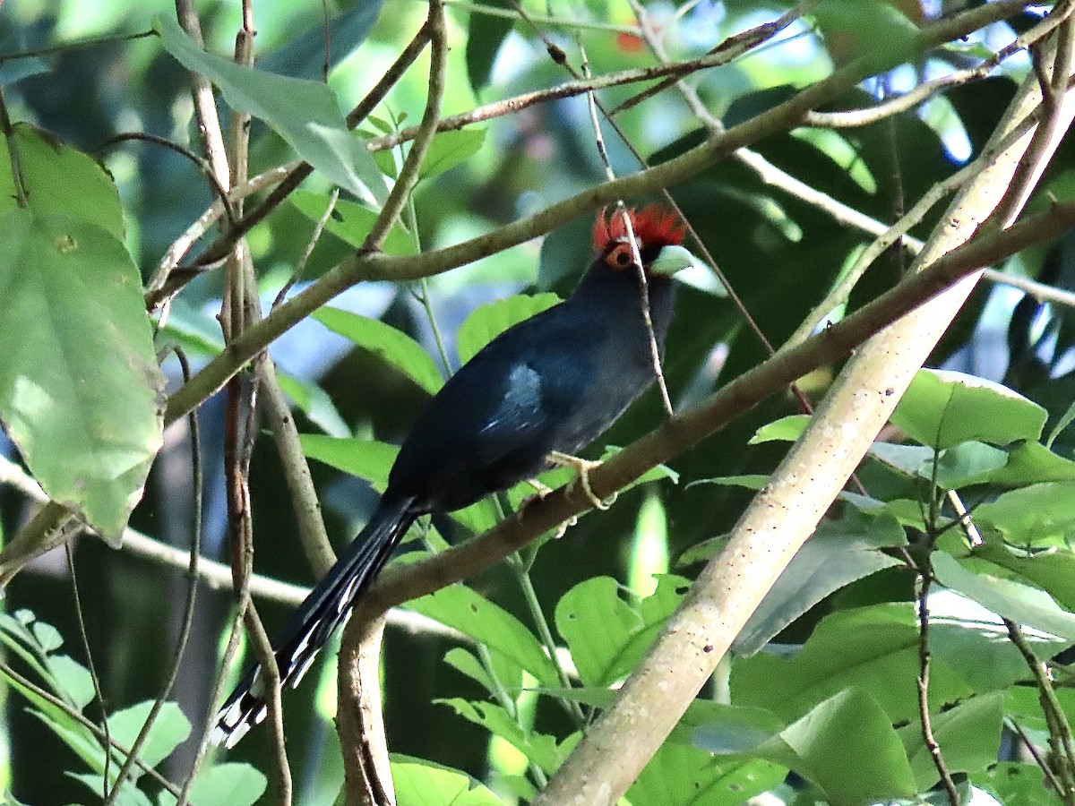 Red-crested Malkoha - ML209773141