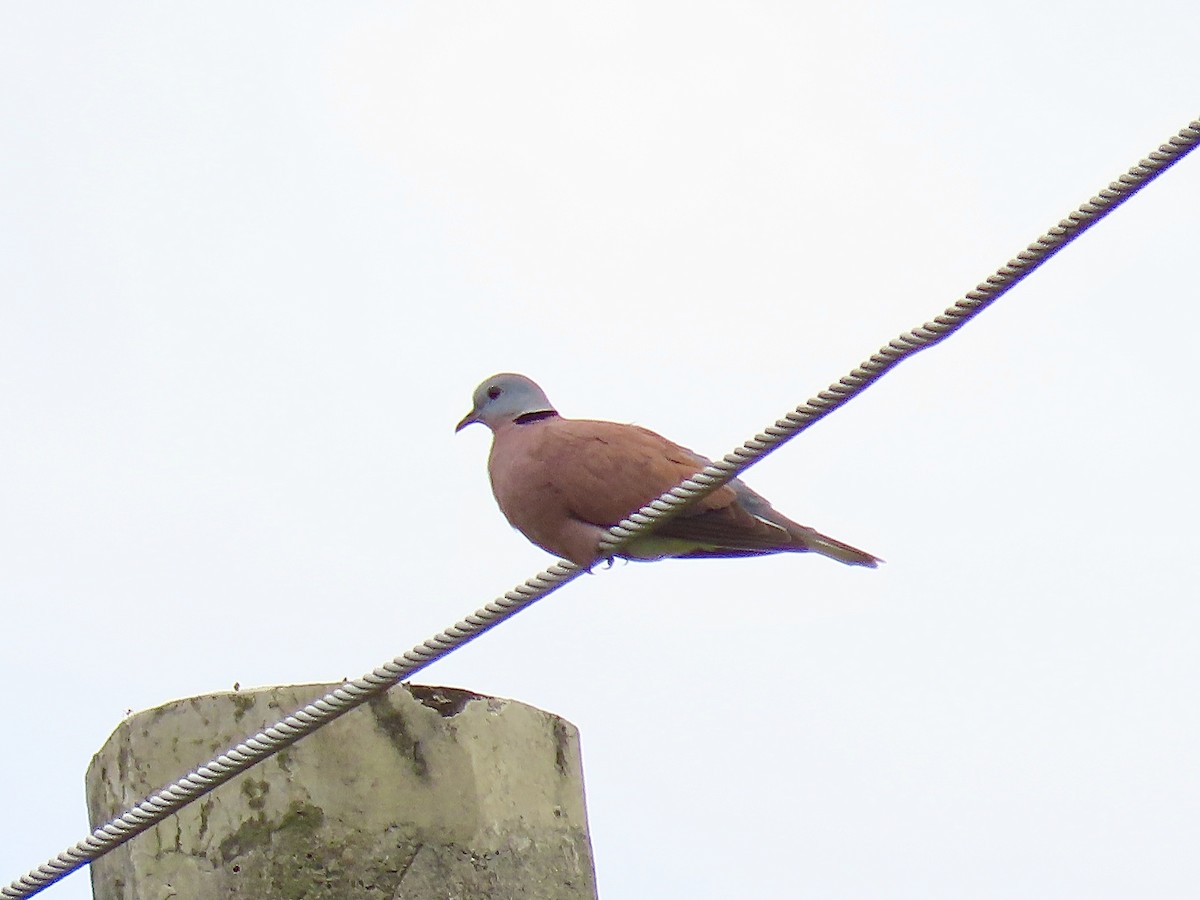 Red Collared-Dove - ML209776341