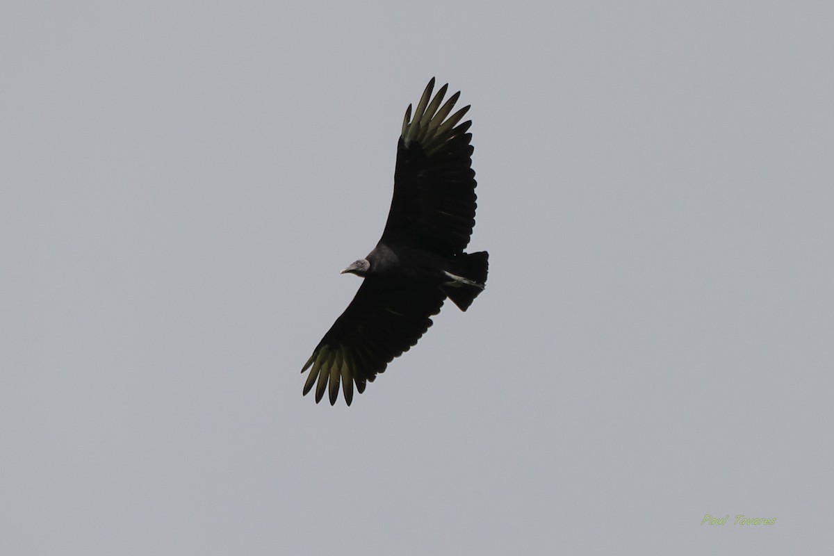 Black Vulture - ML209779001