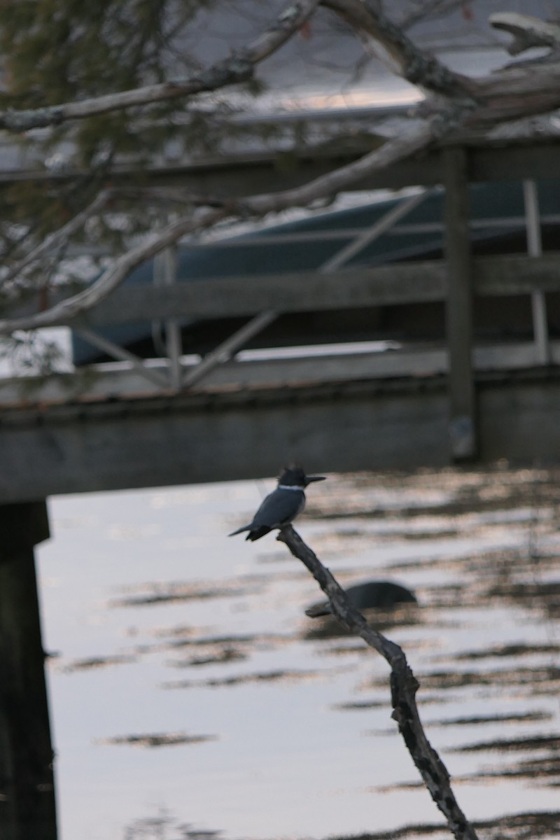 Belted Kingfisher - ML209783541