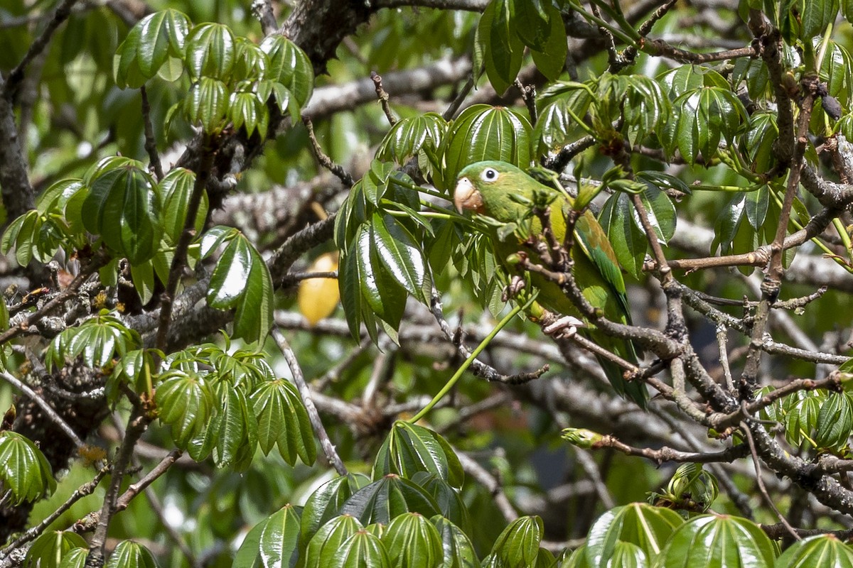 Orange-chinned Parakeet - Alan Wells