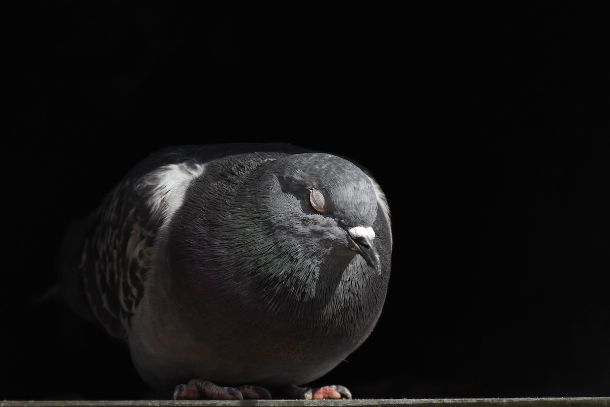 Rock Pigeon (Feral Pigeon) - Jack Parlapiano