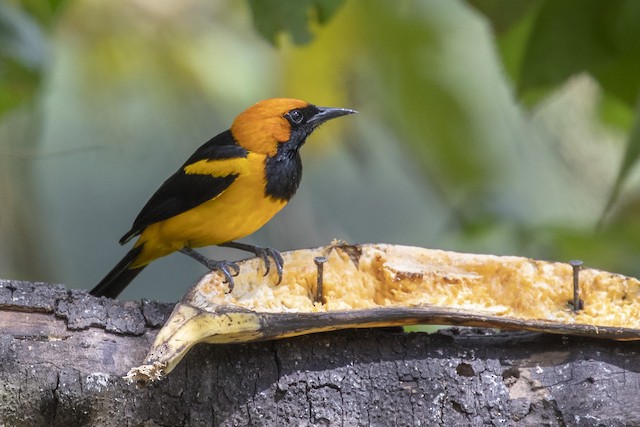 Orange Oriole - eBird