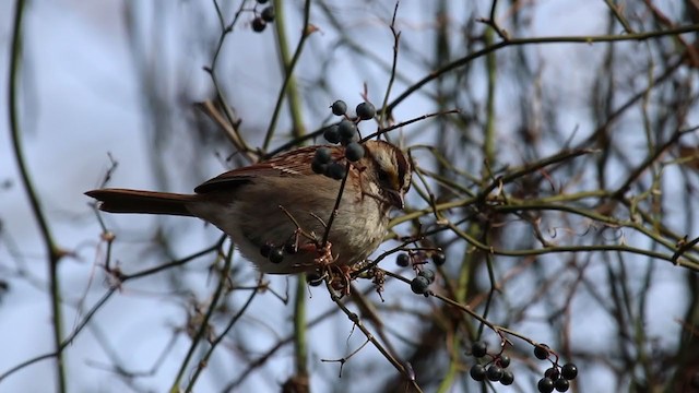 White-throated Sparrow - ML209785431