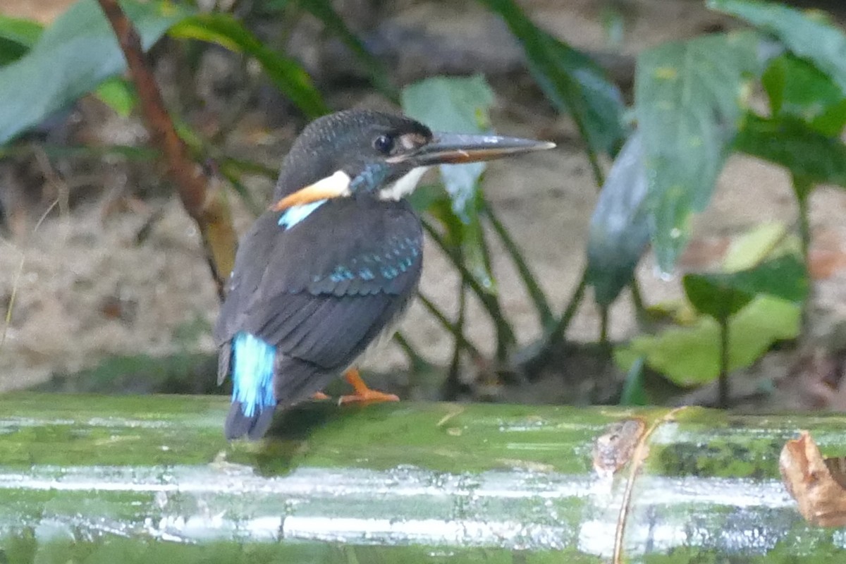 Malaysian Blue-banded Kingfisher - Noah Strycker