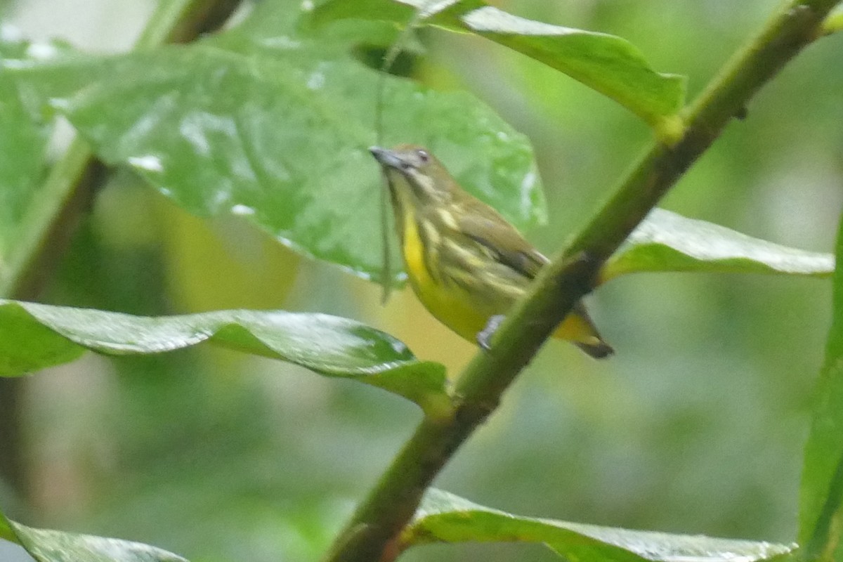 Yellow-breasted Flowerpecker - ML20978651