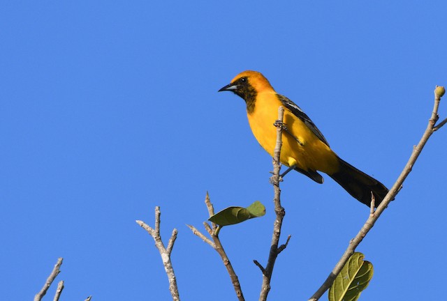 Orange Oriole - eBird