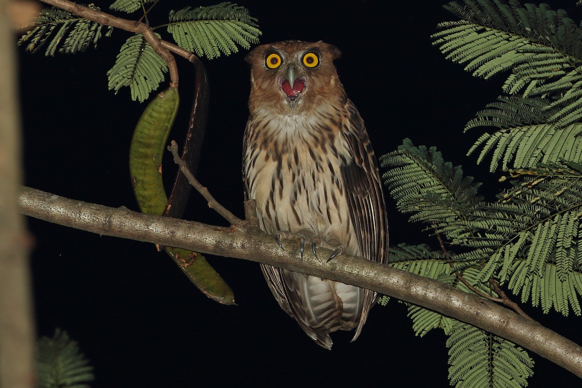 Philippine Eagle-Owl - ML20978911