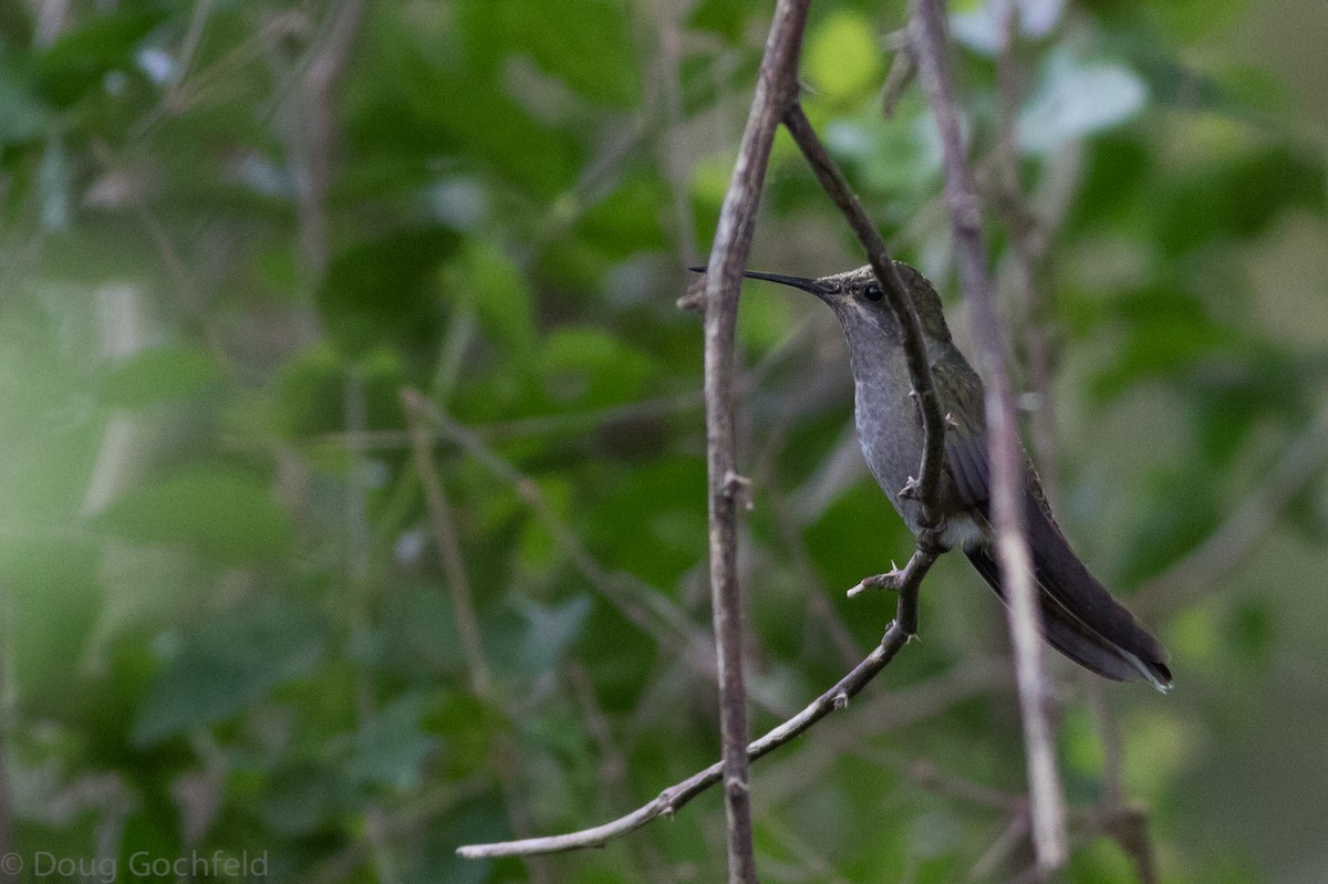 kolibřík blankytohrdlý - ML20979411