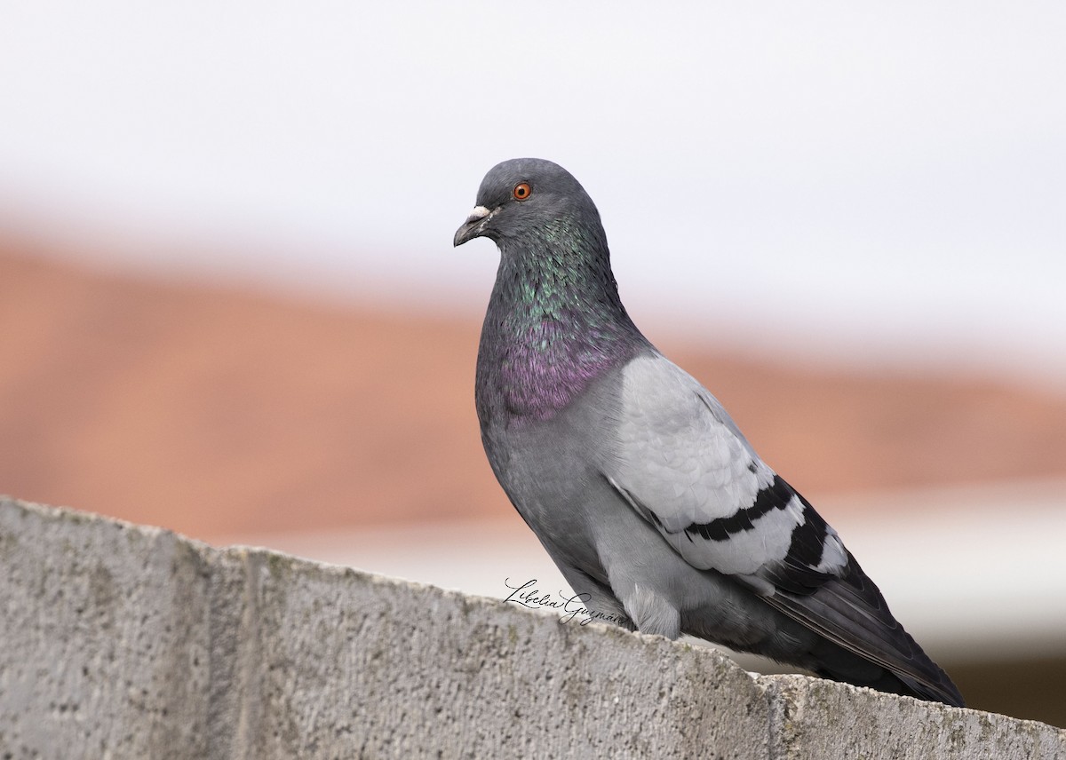 Rock Pigeon (Feral Pigeon) - Libelia  Guzmán