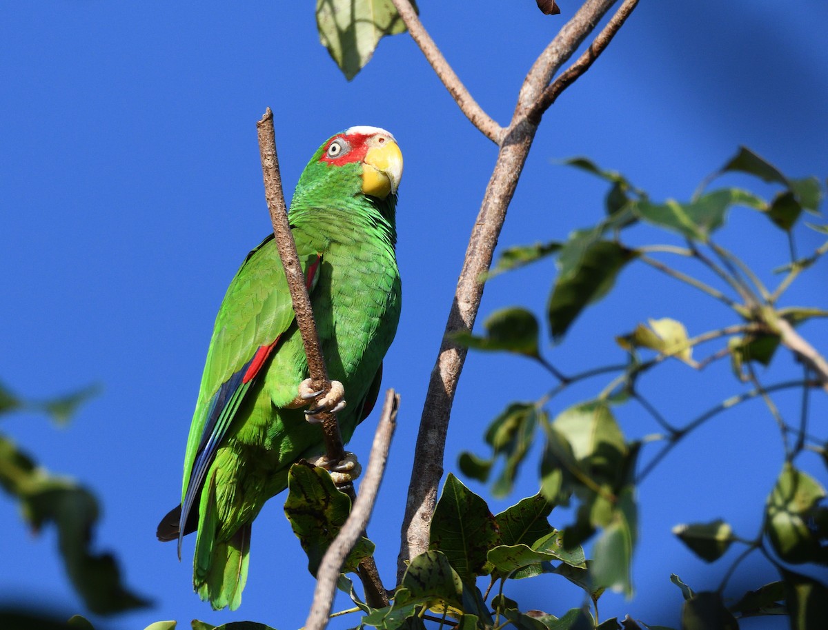 White-fronted Parrot - ML209801781