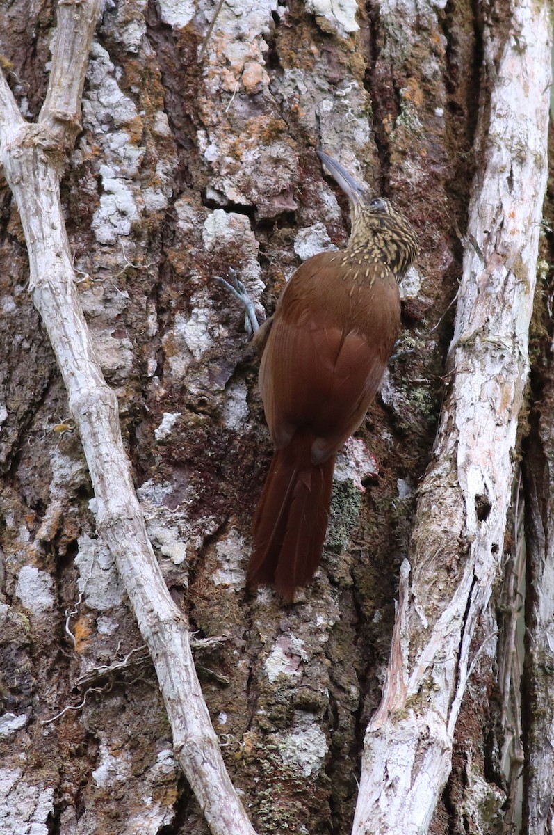 Cocoa Woodcreeper - george parker