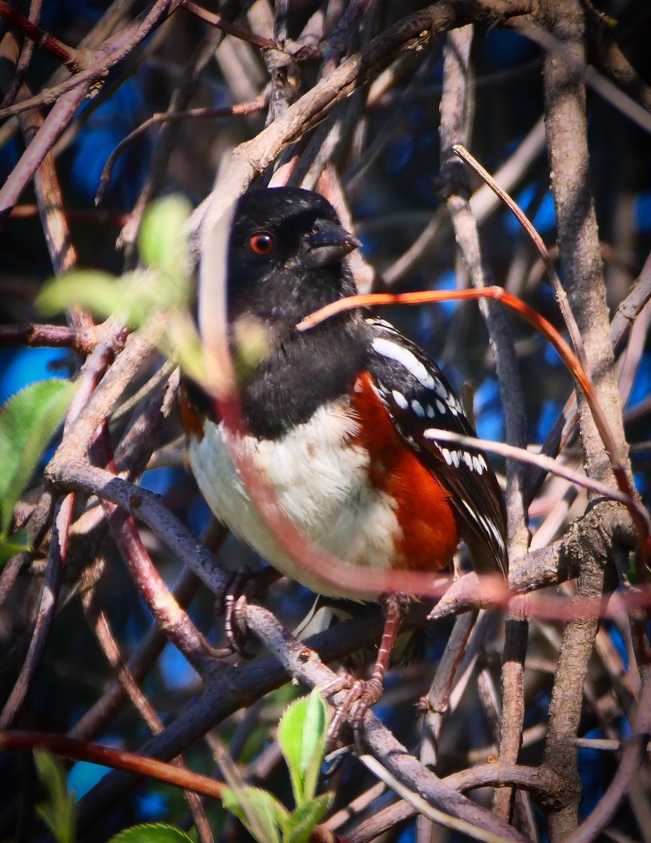 Spotted Towhee - ML209802131