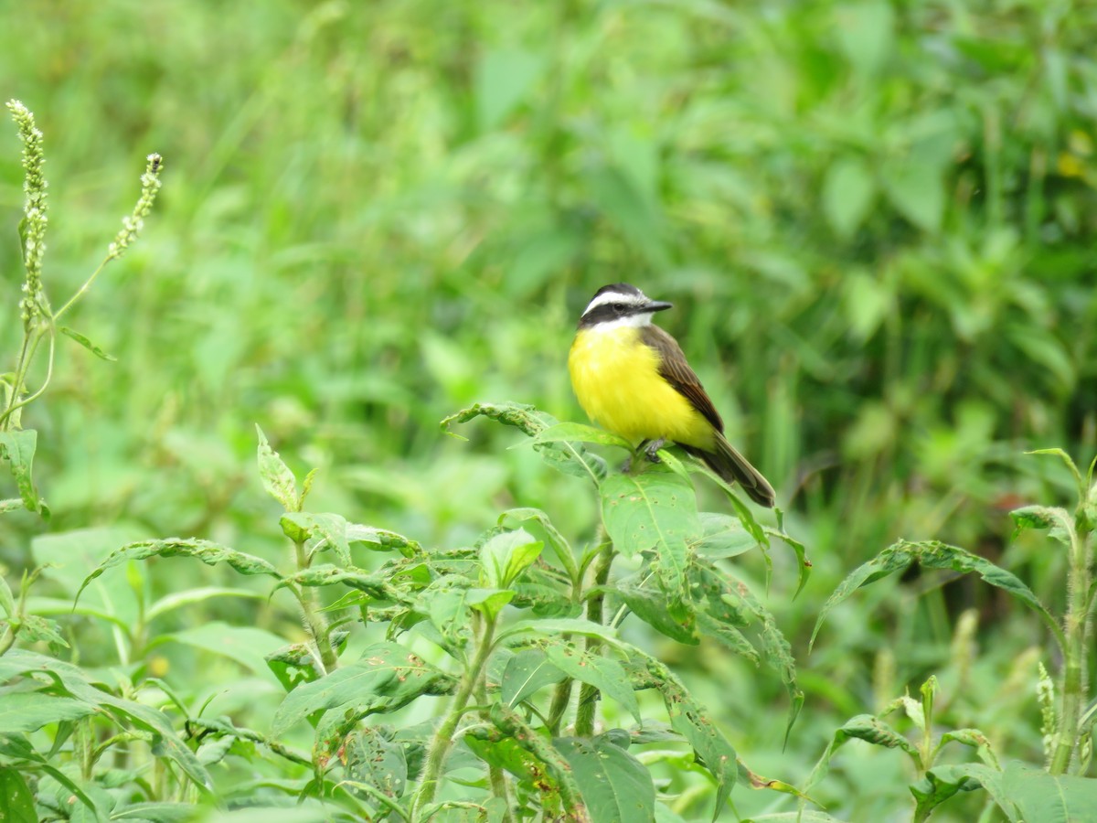 Aura Orozco (Mexihca-Aves Birding) 🦩 - ML209803411