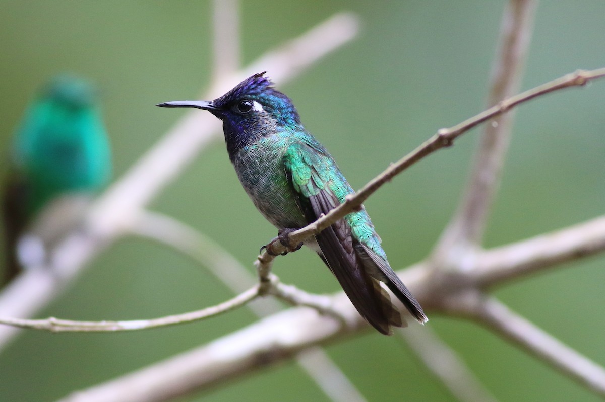 Violet-headed Hummingbird - george parker