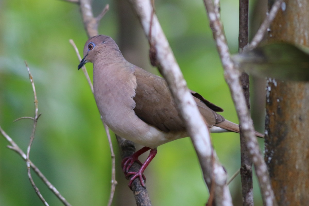 White-tipped Dove - george parker