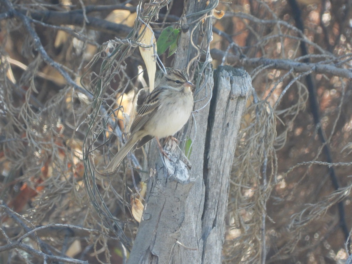 Chipping Sparrow - ML209806261