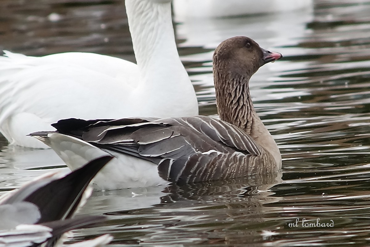 Pink-footed Goose - ML209806461