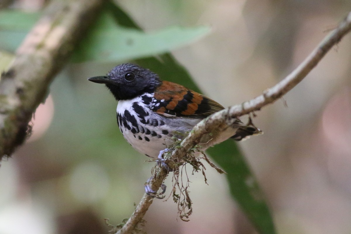 Spotted Antbird - george parker