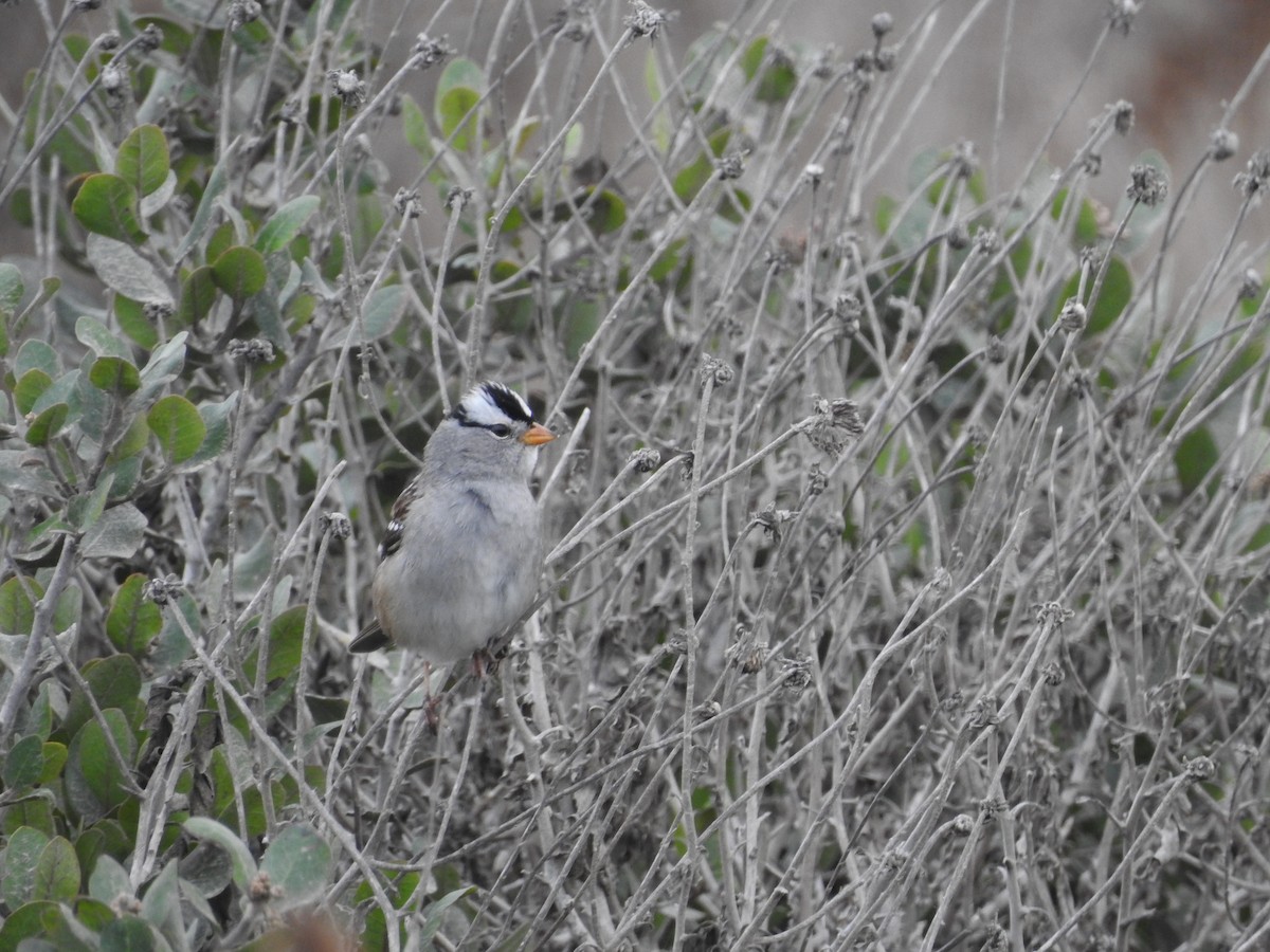 White-crowned Sparrow - ML209809371