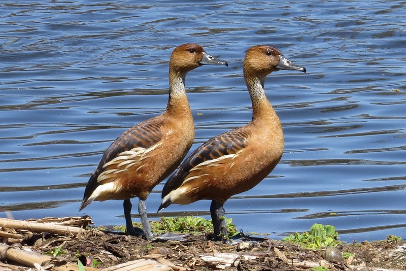 Fulvous Whistling-Duck - Jeff Harding