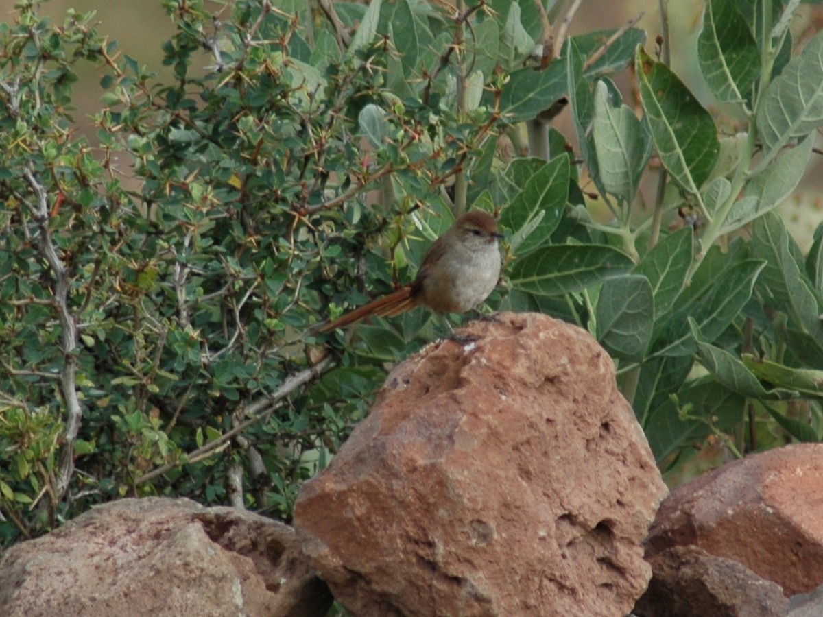 Rusty-fronted Canastero - ML20981631