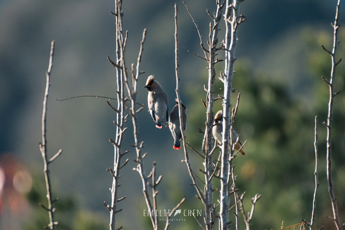 Japanese Waxwing - ML209817731