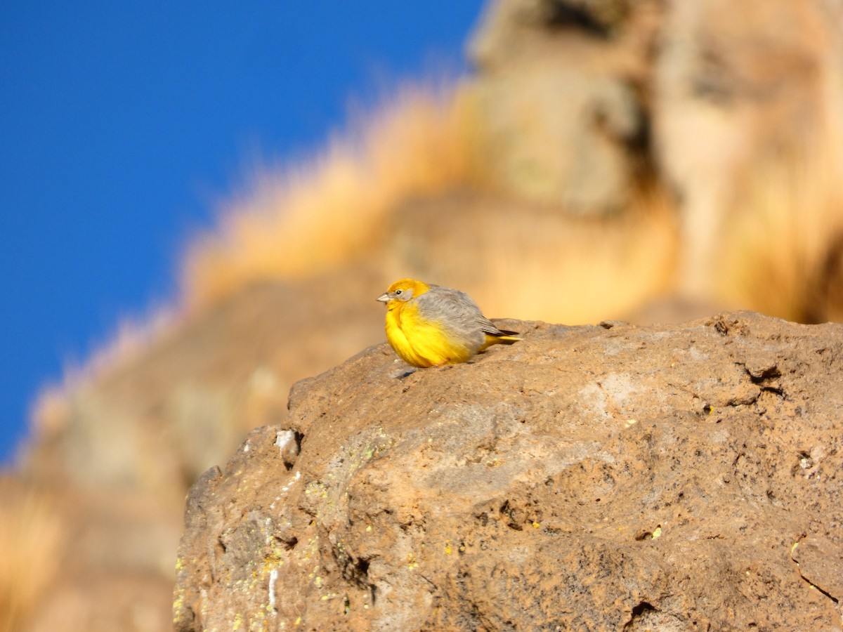 Bright-rumped Yellow-Finch - Klaudio maturana