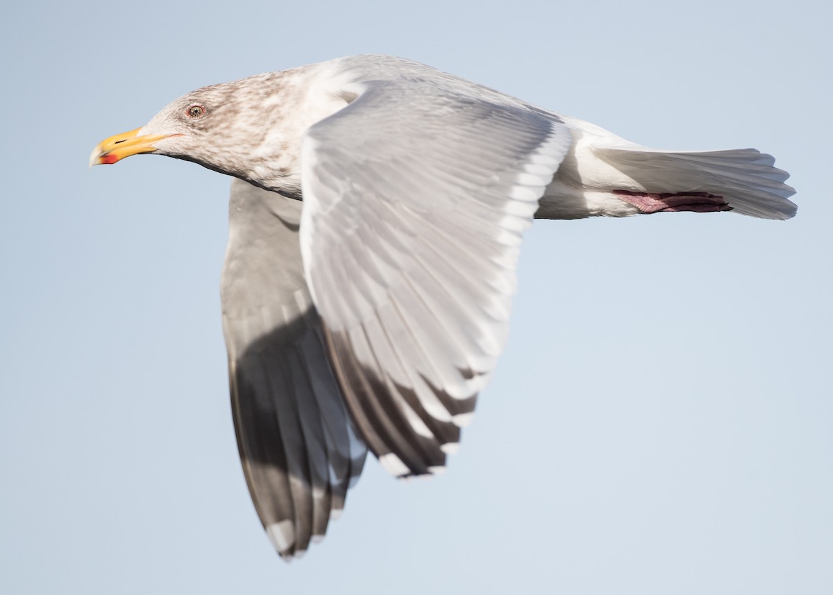 Herring x Glaucous-winged Gull (hybrid) - ML209825621