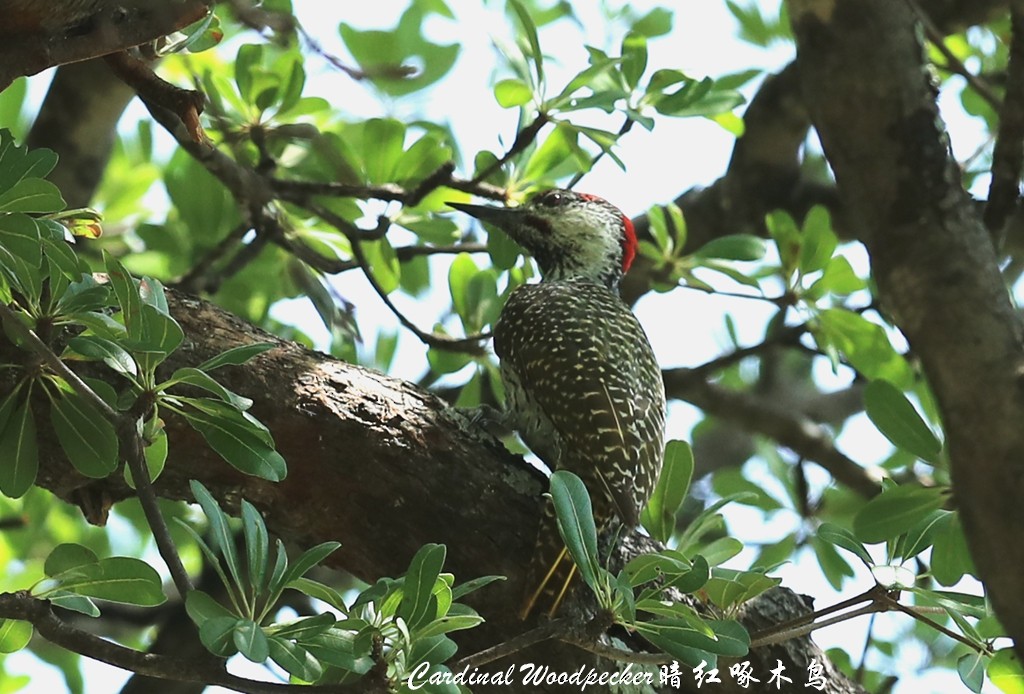 Cardinal Woodpecker - ML209829631