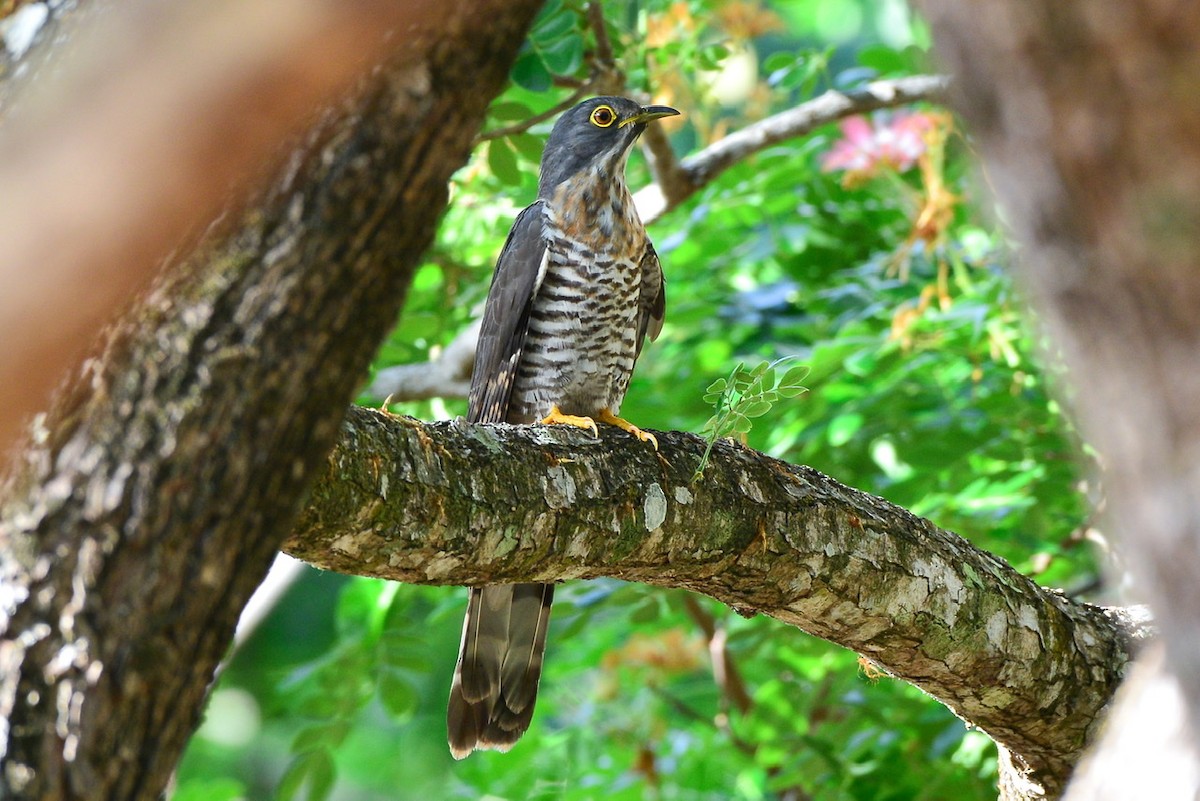 Large Hawk-Cuckoo - Harn Sheng Khor