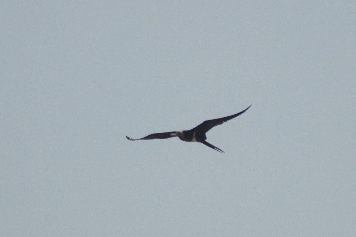 Lesser Frigatebird - Tarun Menon