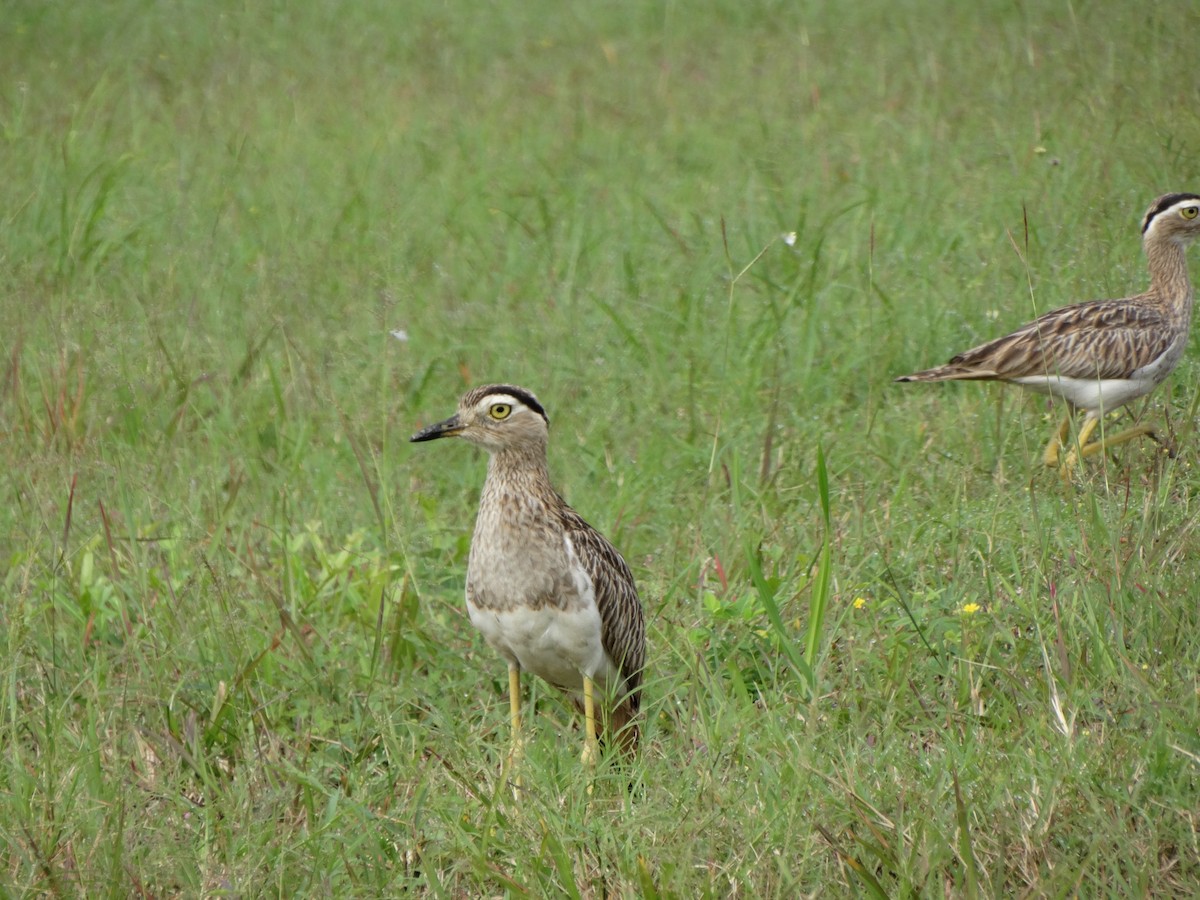 Double-striped Thick-knee - ML20983251
