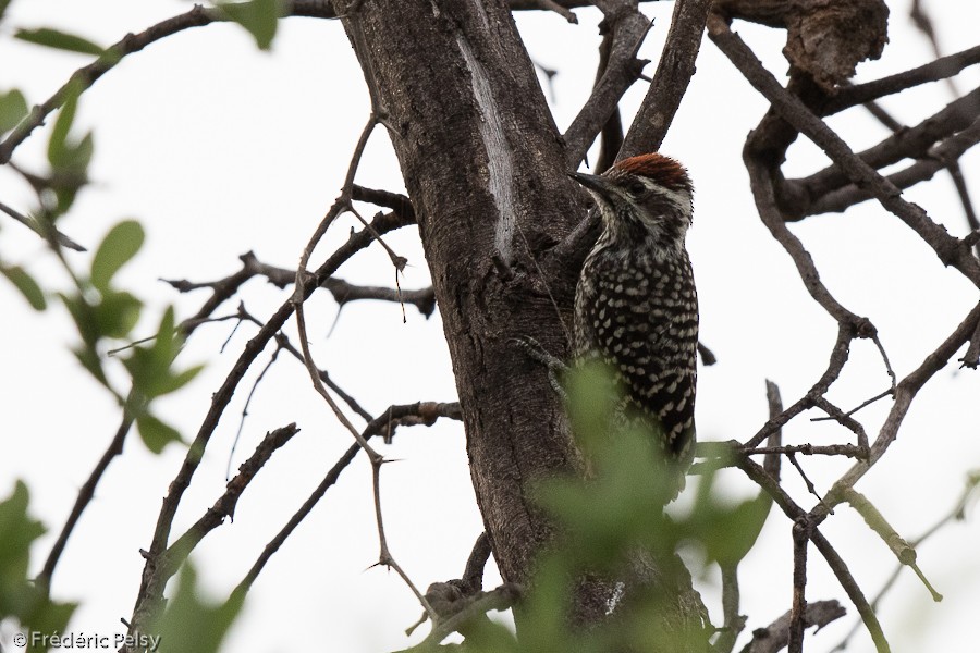 Checkered Woodpecker - Frédéric PELSY