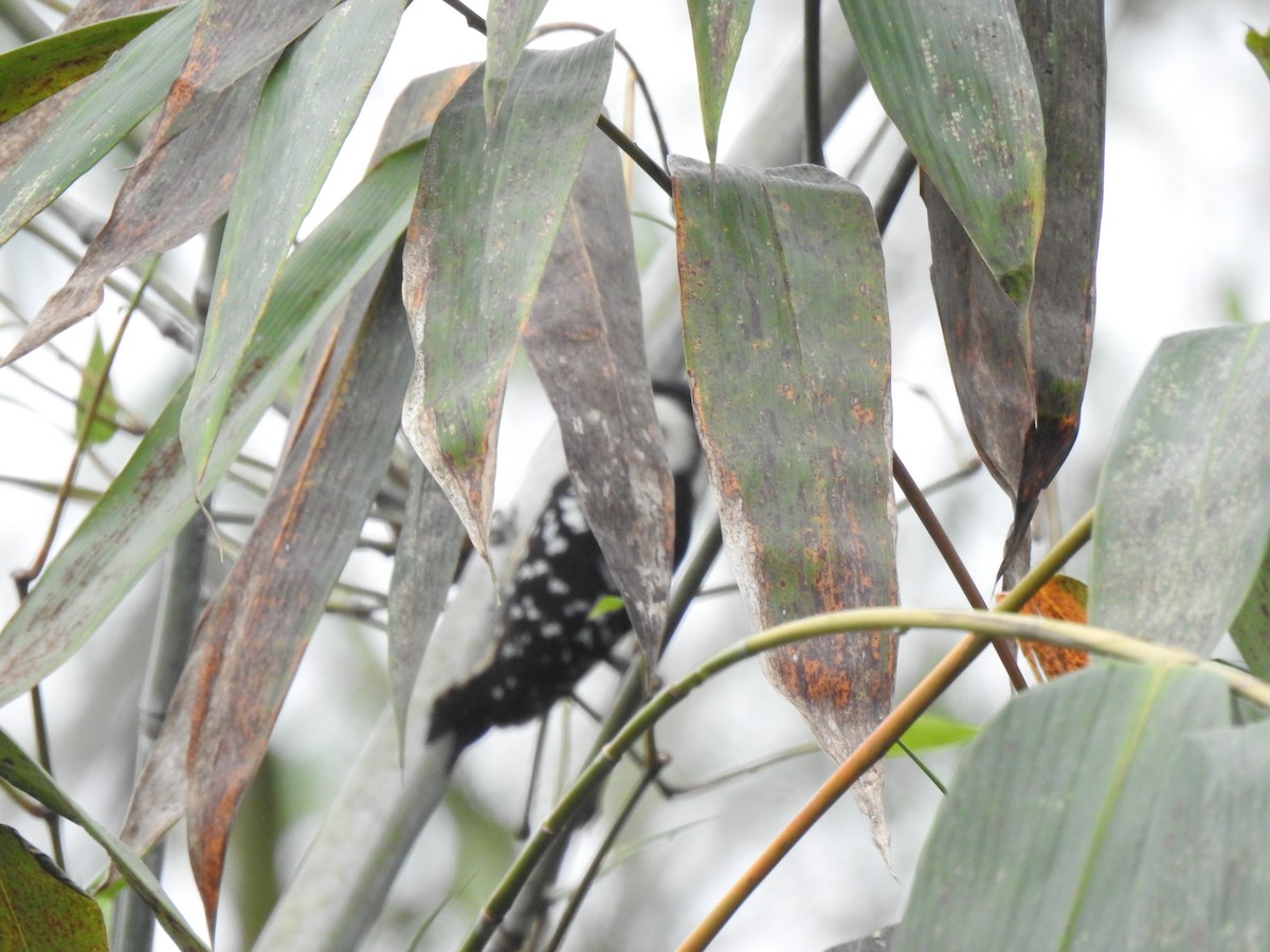 Gray-capped Pygmy Woodpecker - ML209834501